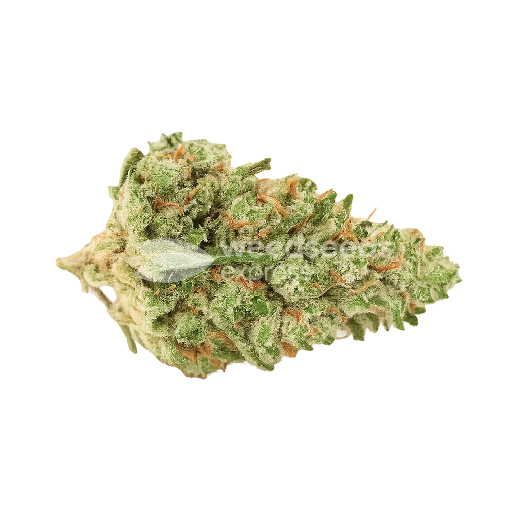 Rainbow Auto seeds Australia