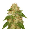 Rainbow Auto seeds Australia
