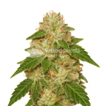 Rainbow Auto seeds Australia