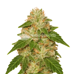 Rainbow Auto seeds Australia