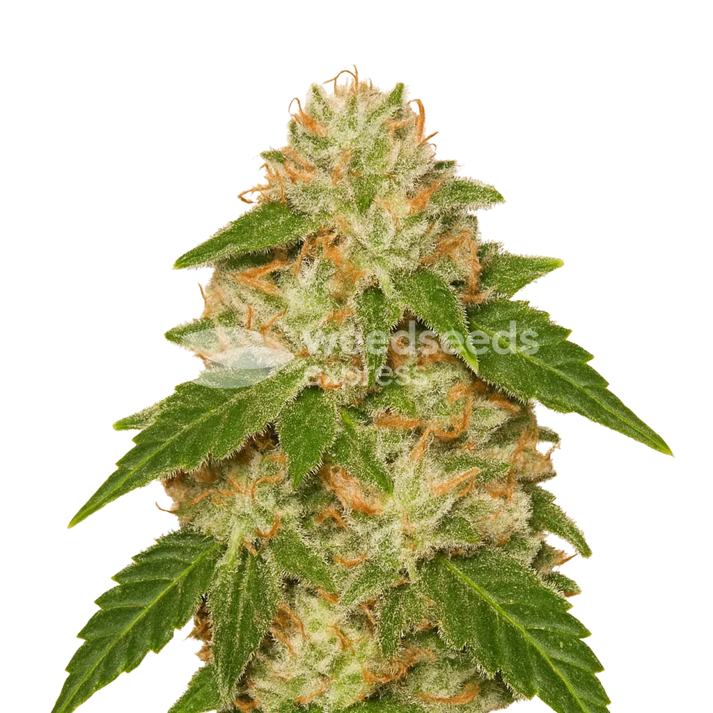 Rainbow Auto seeds Australia