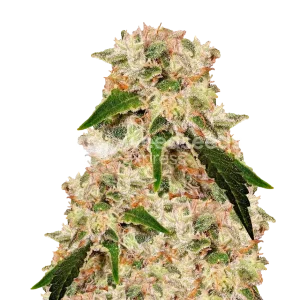 Rainbow Seeds Australia