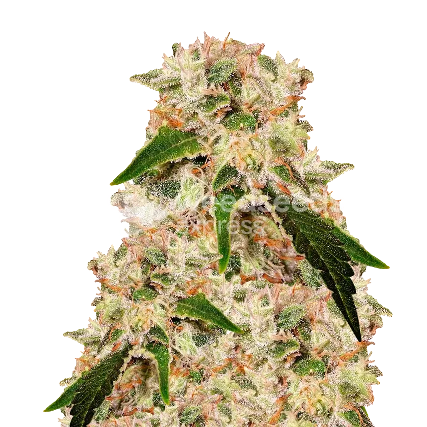 Rainbow Seeds Australia