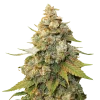 Shiskaberry Seeds Australia