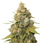 Shiskaberry Seeds Australia