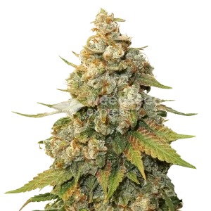 Shiskaberry Seeds Australia