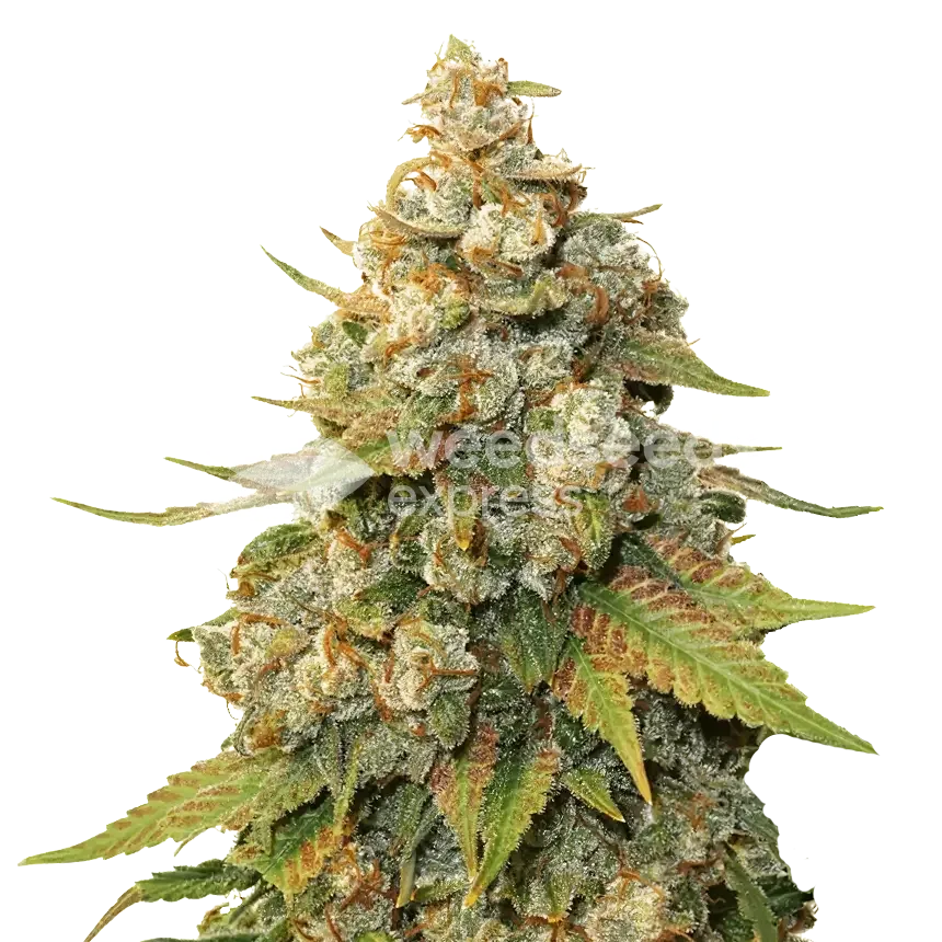 Shiskaberry Seeds Australia