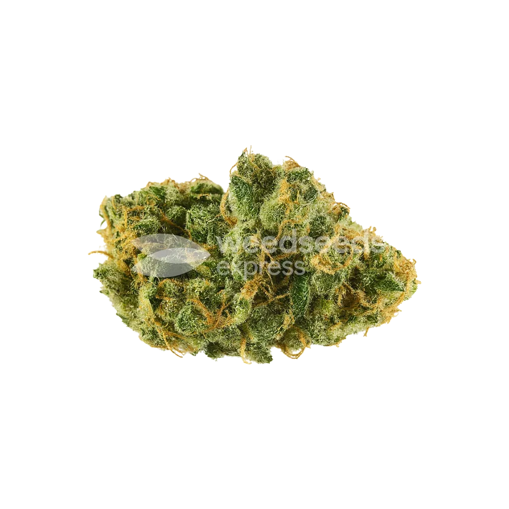 Skywalker OG Auto Seeds Australia