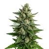Skywalker OG Auto Seeds Australia