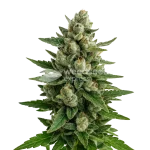 Skywalker OG Auto Seeds Australia