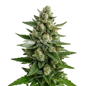 Skywalker OG Auto Seeds Australia