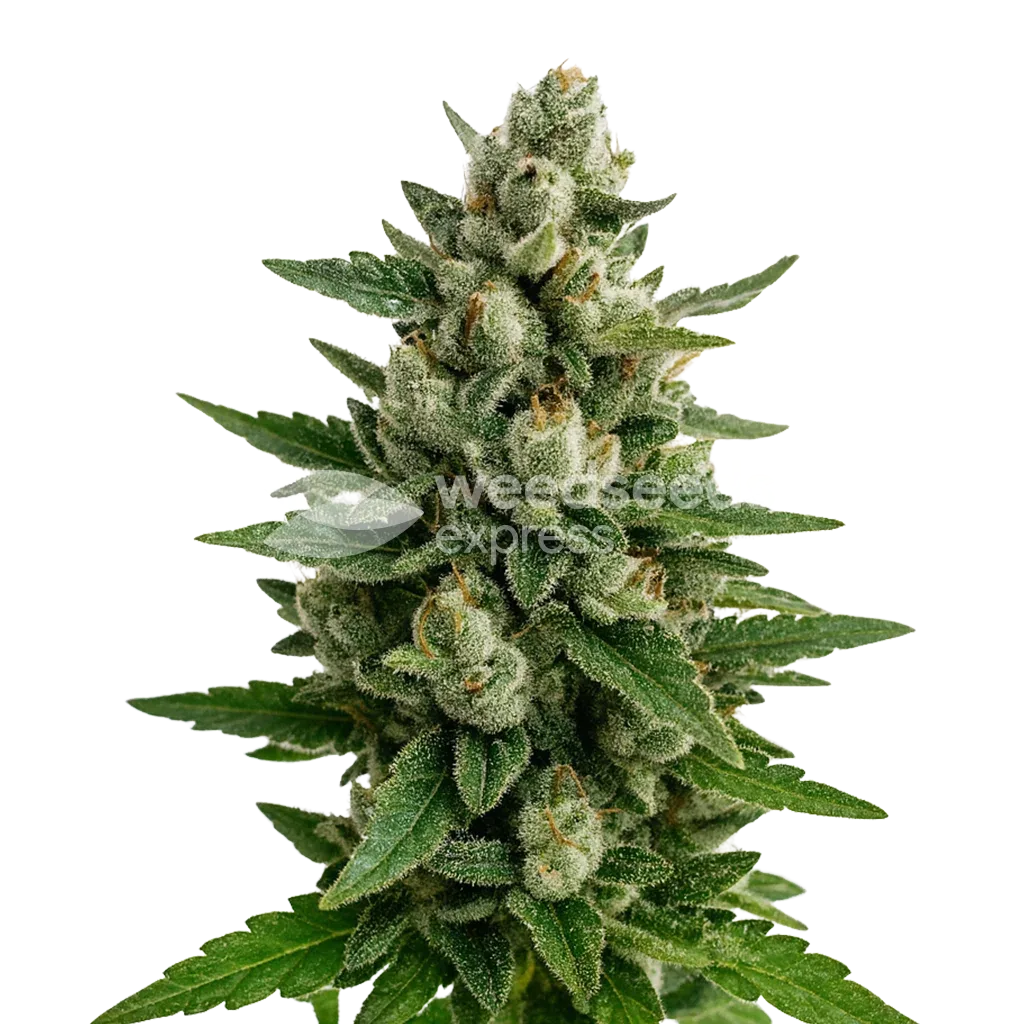 Skywalker OG Auto Seeds Australia