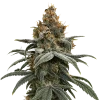 sundae driver seeds australia