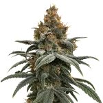 sundae driver seeds australia