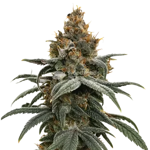 sundae driver seeds australia