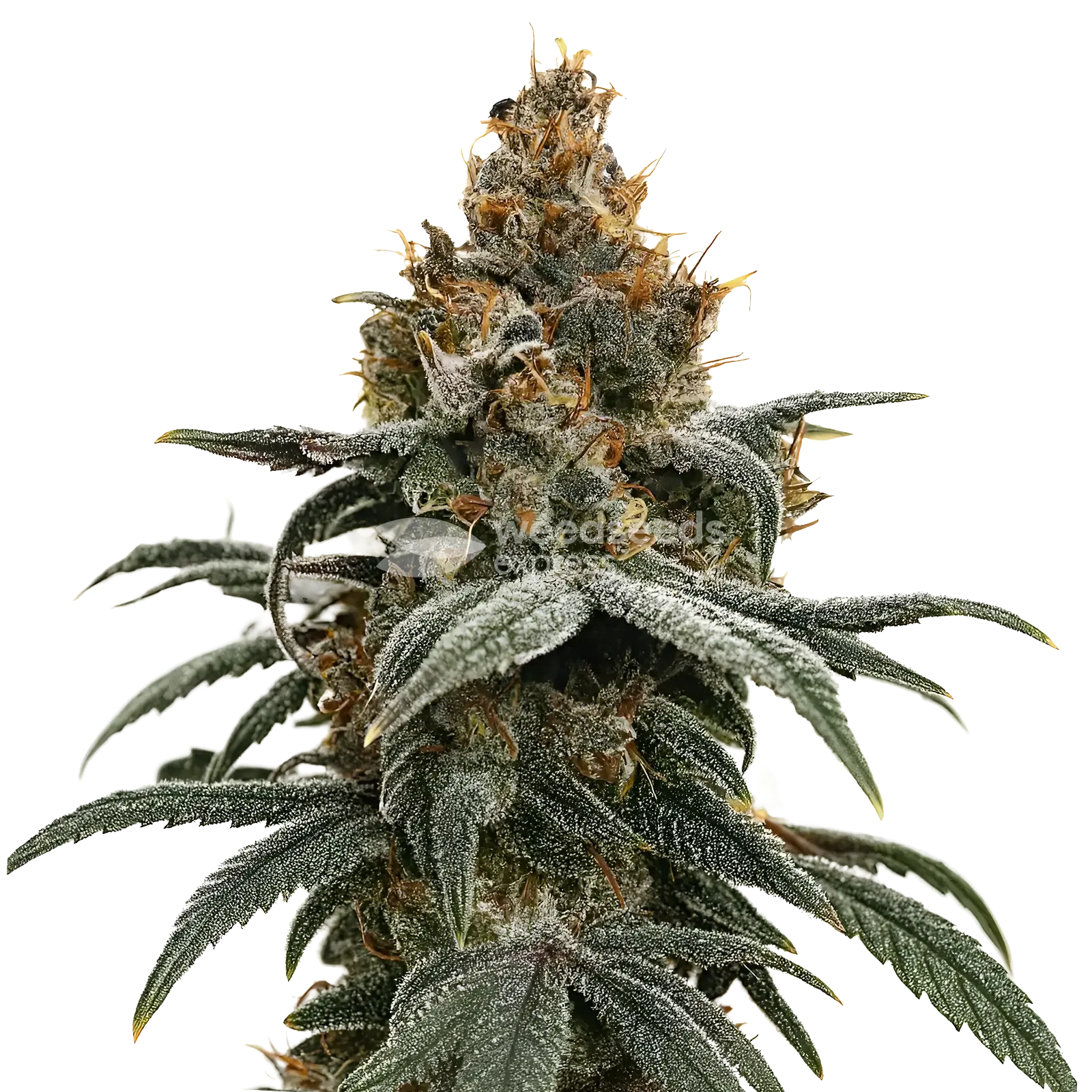 sundae driver seeds australia