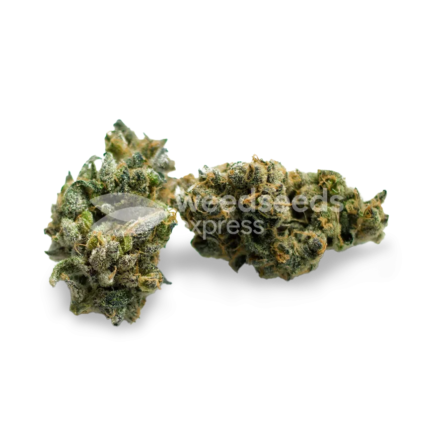 super glue seeds australia