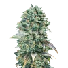 super glue seeds australia