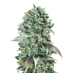 super glue seeds australia