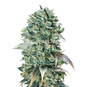 super glue seeds australia
