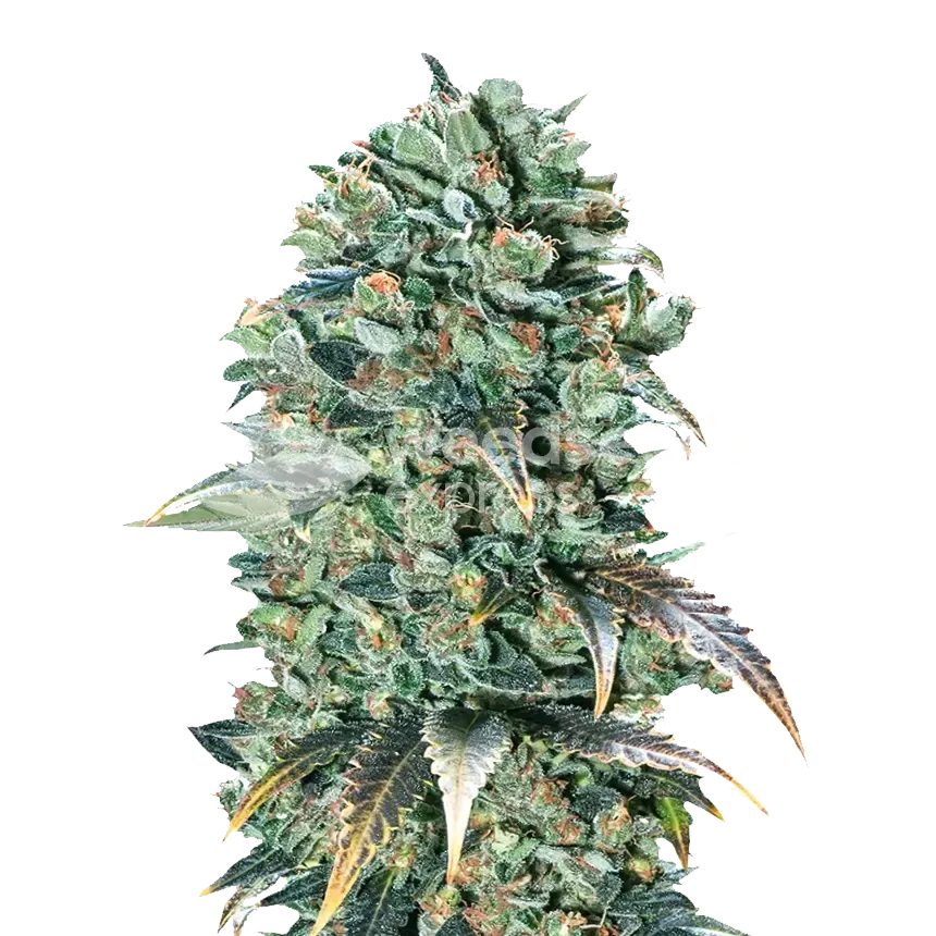 super glue seeds australia