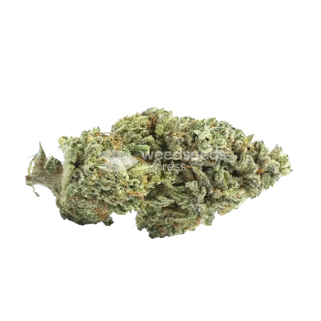 White Runtz Seeds Australia