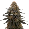 White Runtz Seeds Australia