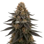 White Runtz Seeds Australia