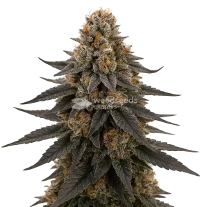 White Runtz Seeds Australia