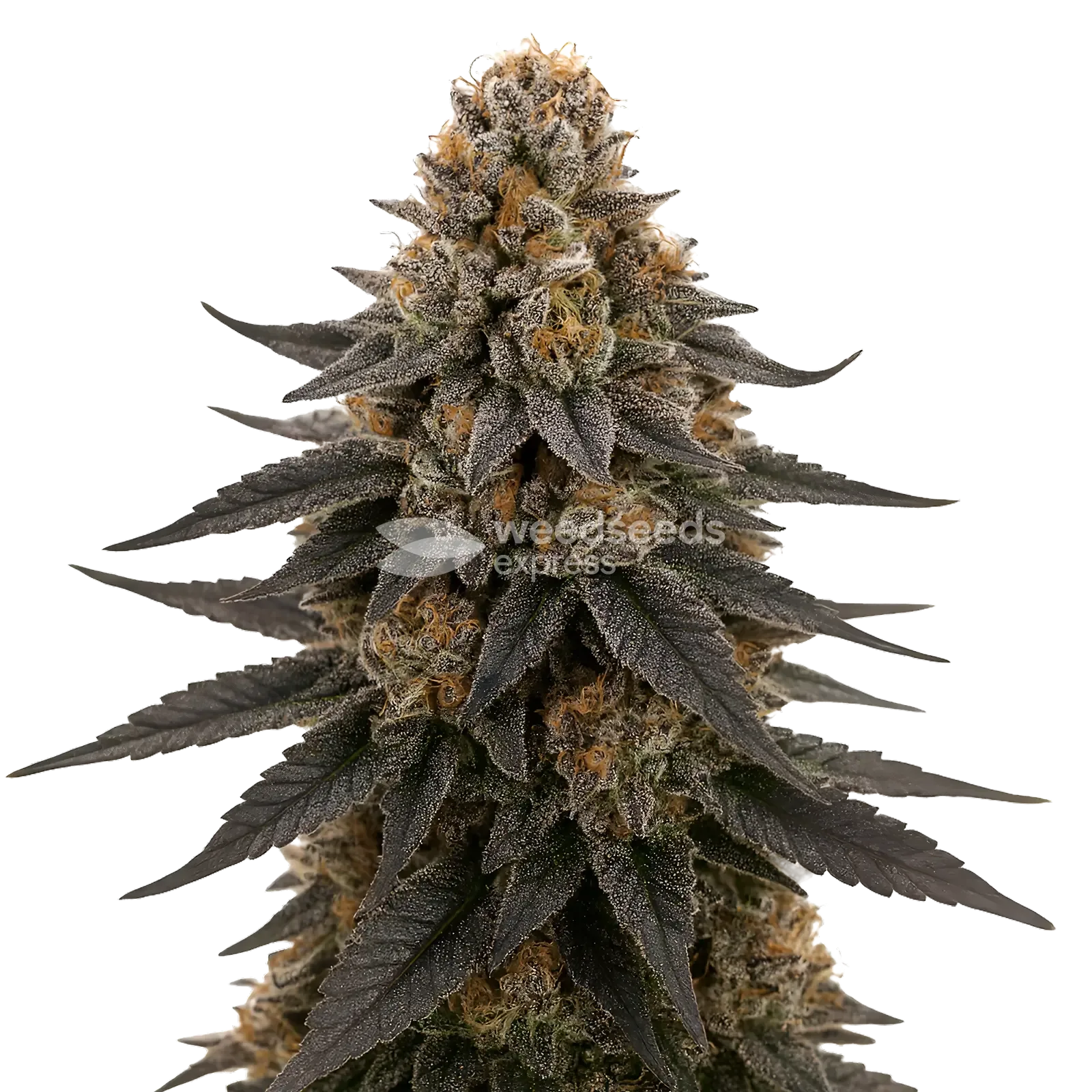 White Runtz Seeds Australia