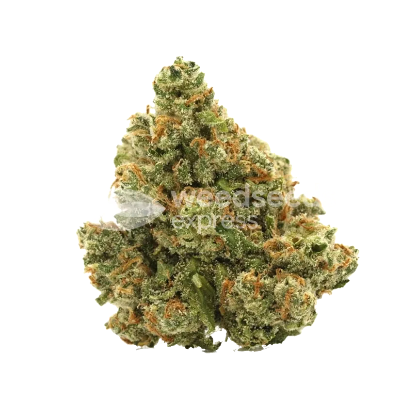 XJ-13 Seeds Australia