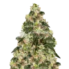 XJ-13 Seeds Australia