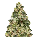 XJ-13 Seeds Australia