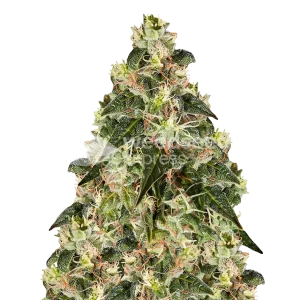 XJ-13 Seeds Australia