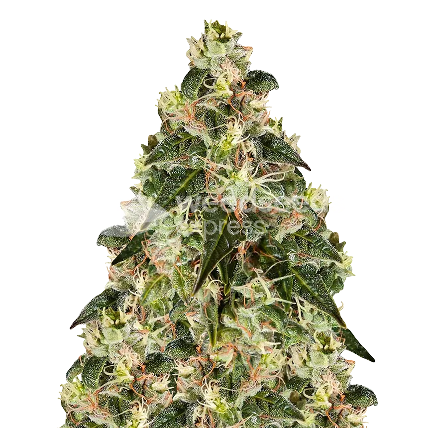 XJ-13 Seeds Australia